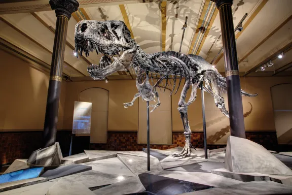 Naturkundemuseum_T-Rex Tristan